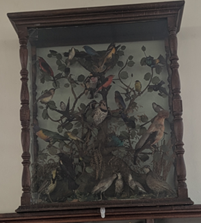 Display of stuffed birds by local ornithologist R. M. Barnes